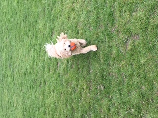 Cockapoo running across the grass with a ball