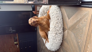 Hungarian Vizsla relaxing on a fluffy dog bed