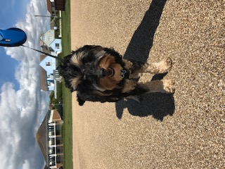 Small black and tan cockapoo on a seaside path with houses behind