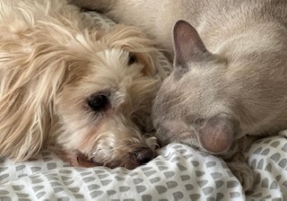 Cockapoo and cat snuggled up together for a nap