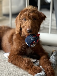 Red cockapoo puppy lying down with a chew toy