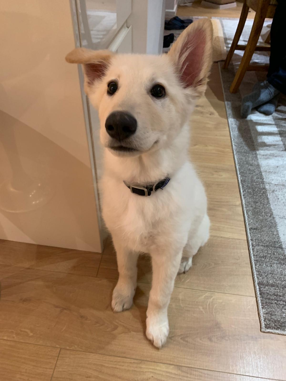 White German shepherd puppy sitting attentively indoors