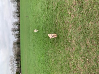 Two small dogs running across a wide green park