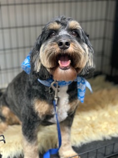 Happy scruffy dog with a blue bandana sitting and smiling at the camera