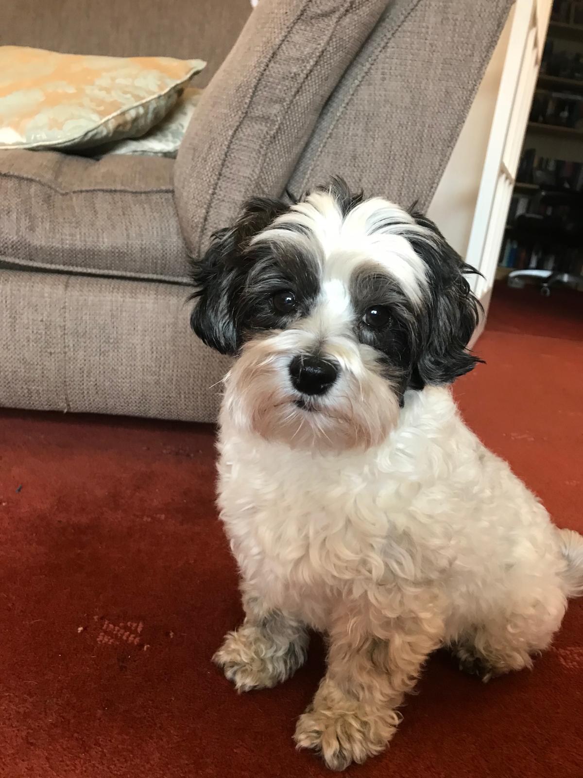 Black-and-white cockapoo sitting on a red rug