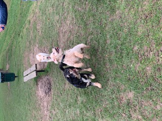 Two dogs meeting and playing in the park